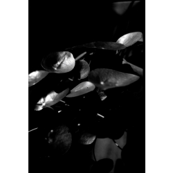 KONO Film Slow Black&White ISO 6 Pack of 3