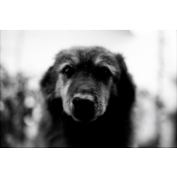 KONO Film Slow Black&White ISO 6 Pack of 3